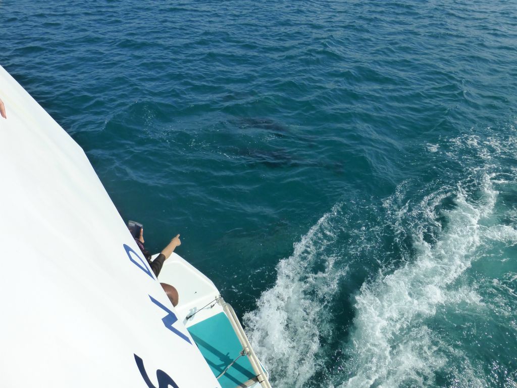 The renowned 'Hole in the Rock' cruise aboard Fullers.  Bay of Islands.