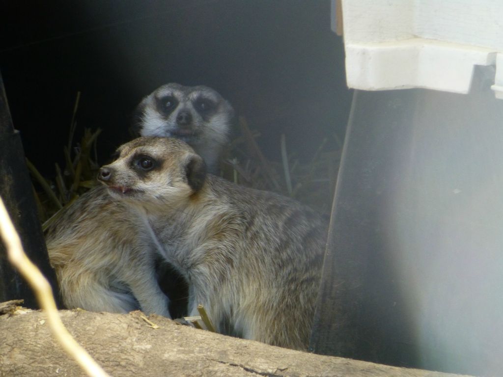 Brooklands Zoo.